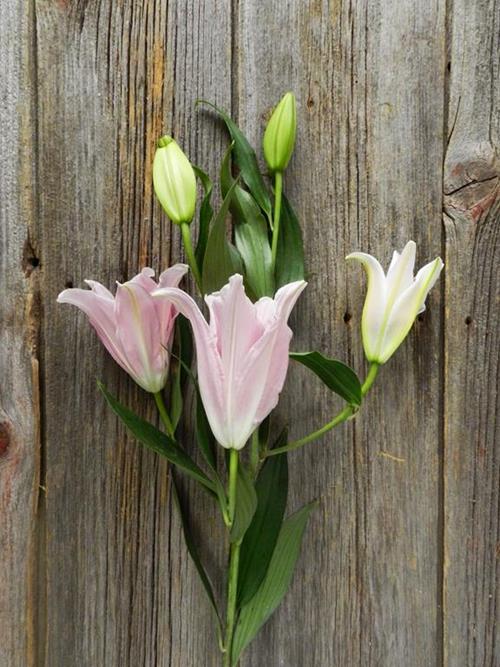  PINK ORIENTAL LILIES